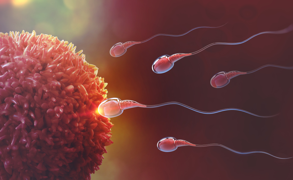 Sperm,And,Egg,Cell.,Natural,Fertilization.,3d,Illustration,On,Red